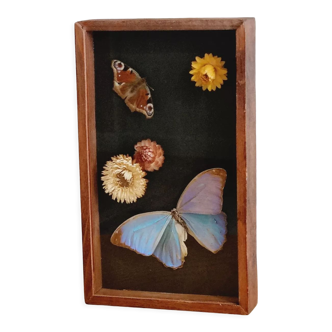 Frame 2 naturalized butterflies and dried flowers