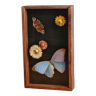 Frame 2 naturalized butterflies and dried flowers
