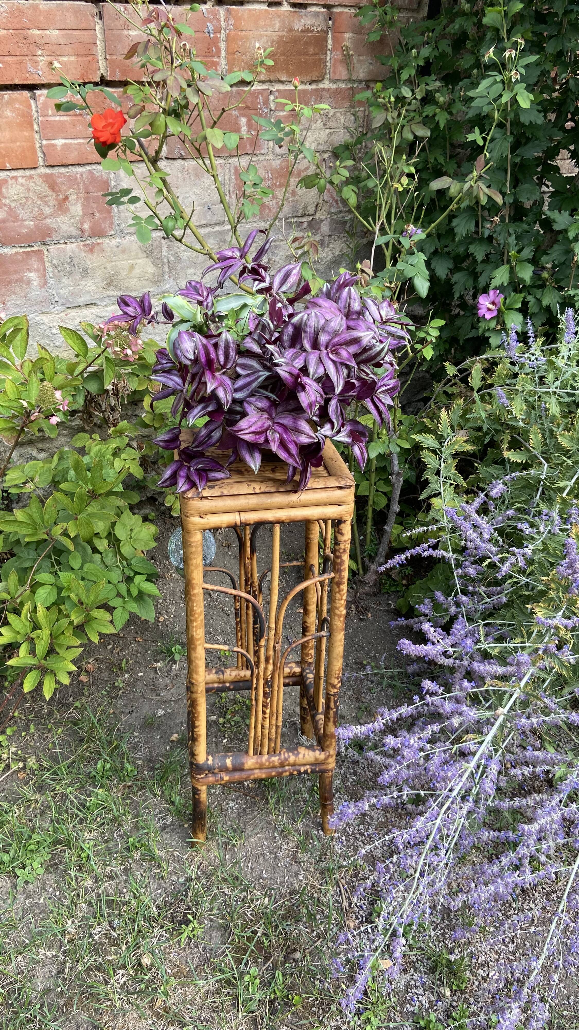 Plant holder or harness in rattan and vintage bamboo
