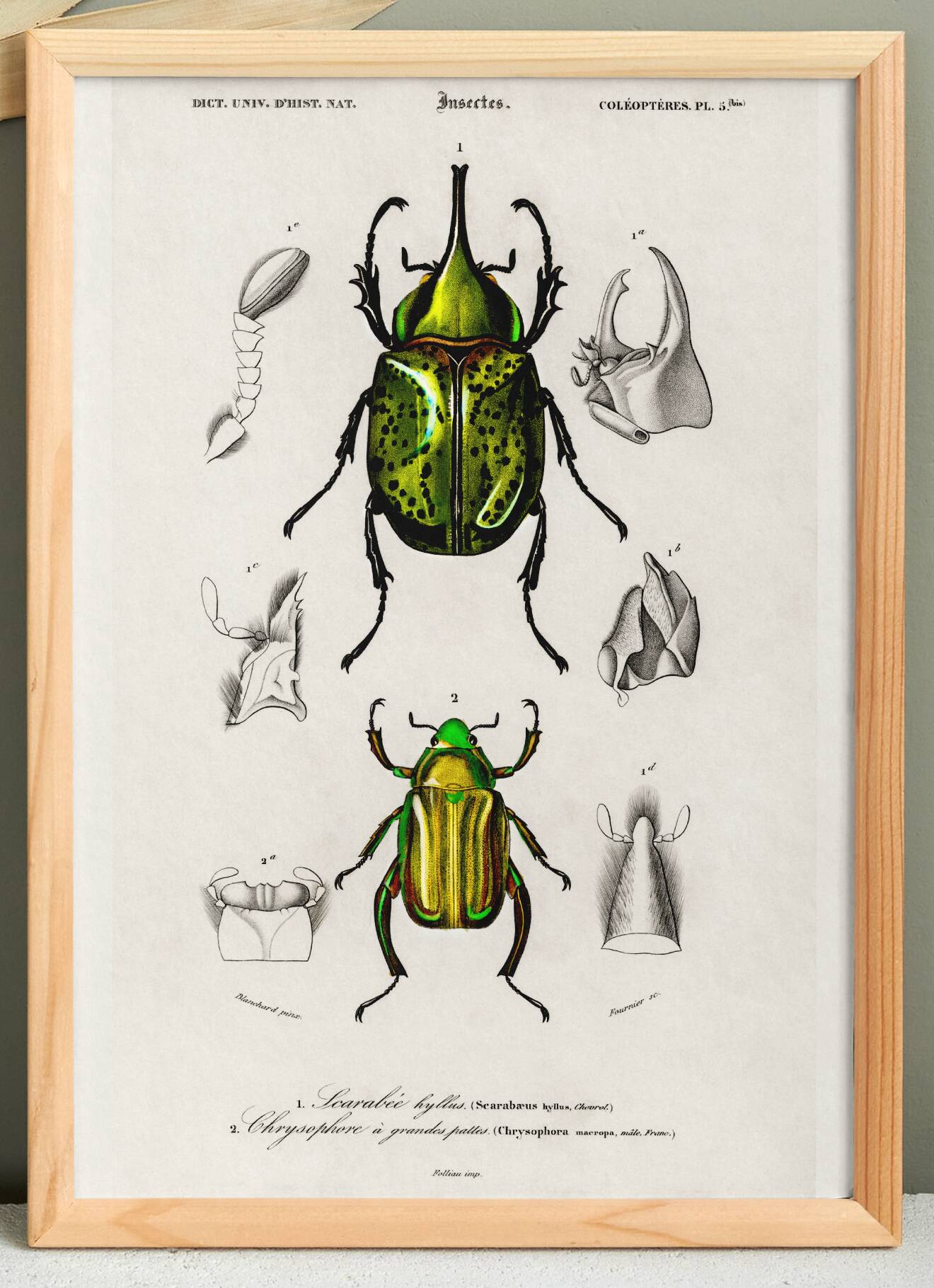 Poster about scarabs, based on an old engraving from 1849.
