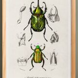 Poster about scarabs, based on an old engraving from 1849.