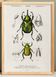 Poster about scarabs, based on an old engraving from 1849.
