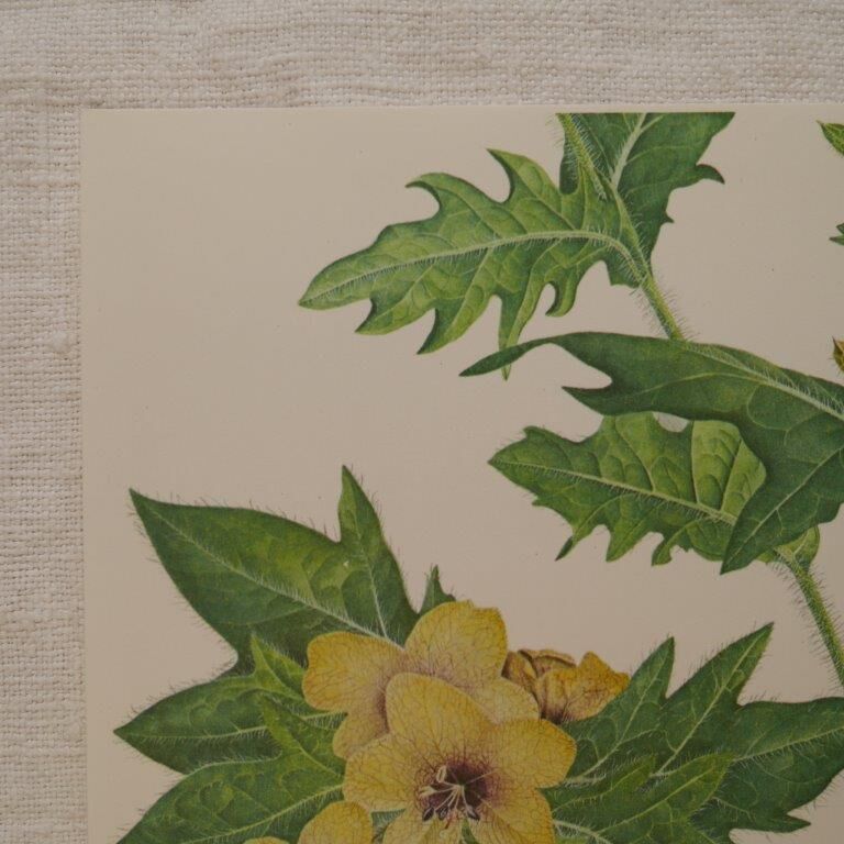 Set of 2 botanical plates Geigy, thorny apple and black henbath