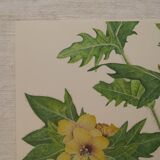 Set of 2 botanical plates Geigy, thorny apple and black henbath