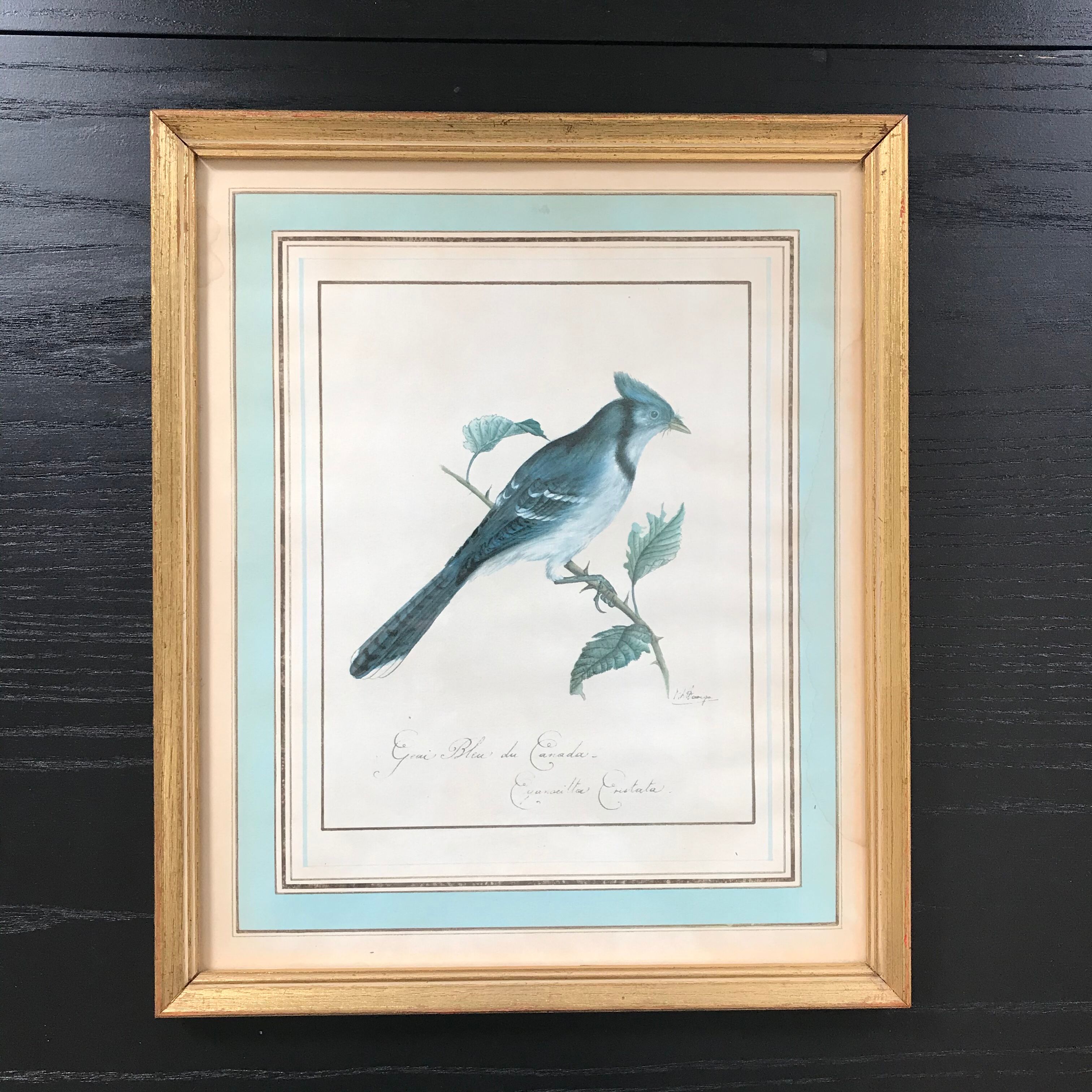 Jay ornithological board