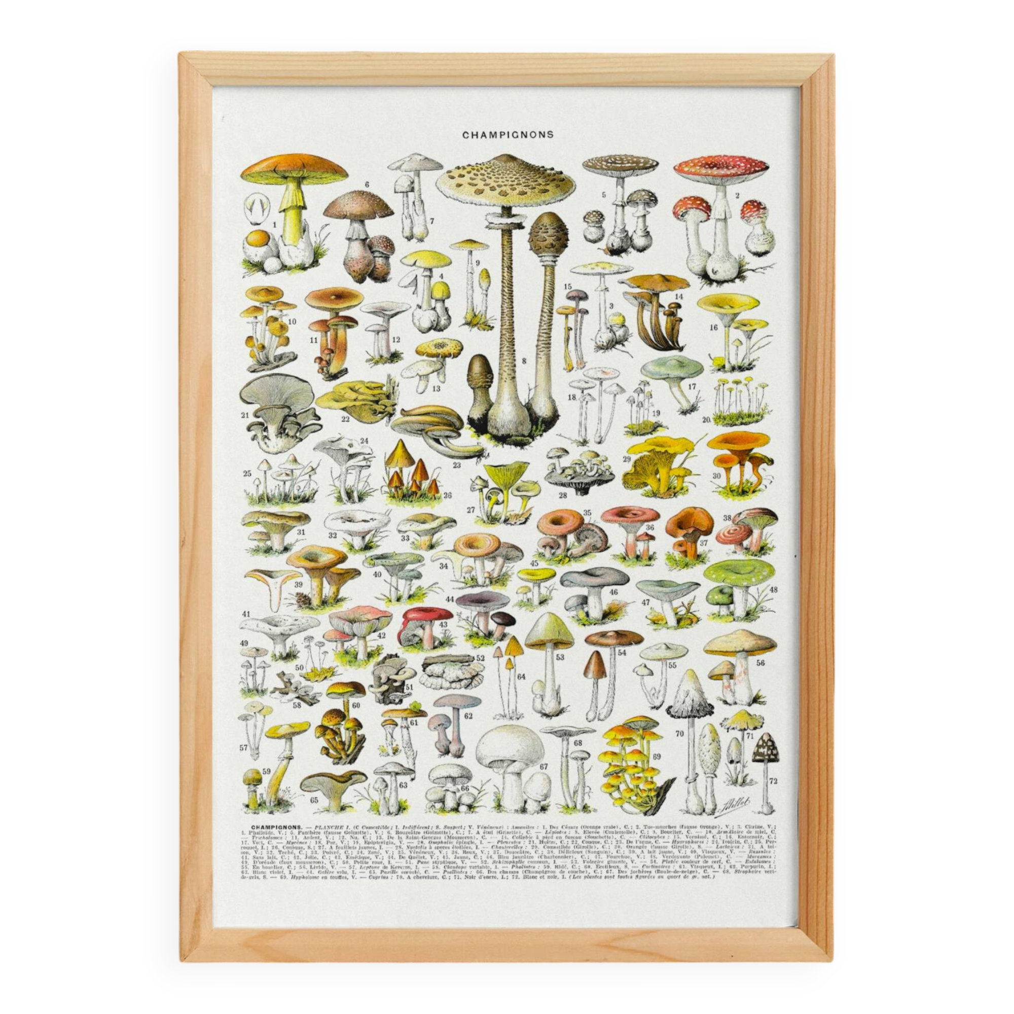 Poster about "Amanita" mushrooms, based on a 1928 lithograph
