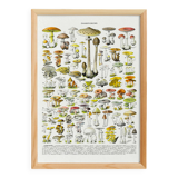 Poster about "Amanita" mushrooms, based on a 1928 lithograph