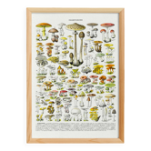 Poster about "Amanita" mushrooms, based on a 1928 lithograph