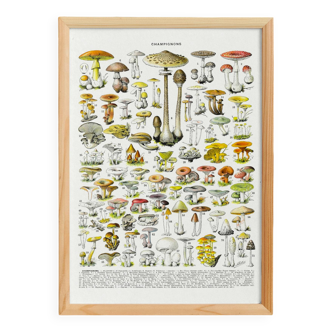 Poster about "Amanita" mushrooms, based on a 1928 lithograph