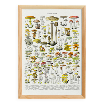 Affiche sur les champignons "amanite", d'après une lithographie de 1928