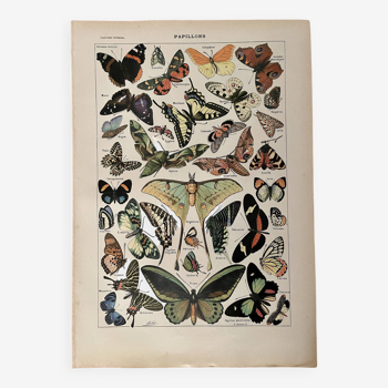 Lithograph on butterflies - 1920