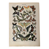 Lithograph on butterflies - 1920