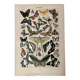 Lithograph on butterflies - 1920