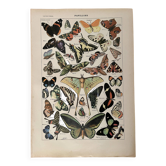 Lithograph on butterflies - 1920