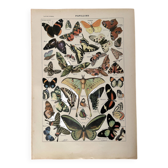 Lithographie sur les papillons - 1920