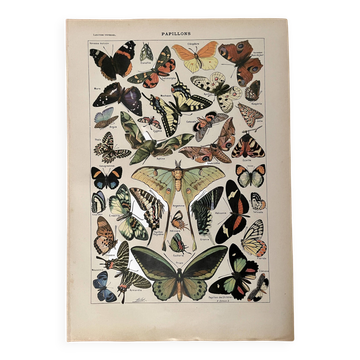 Lithograph on butterflies - 1920