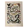 Lithograph on butterflies - 1920