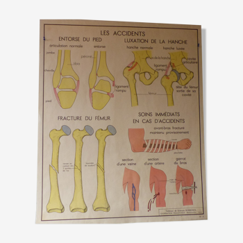 Tableaux de sciences rossignol