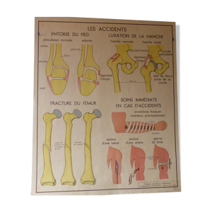 Tableaux de sciences rossignol