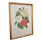 Antique framed flower illustration