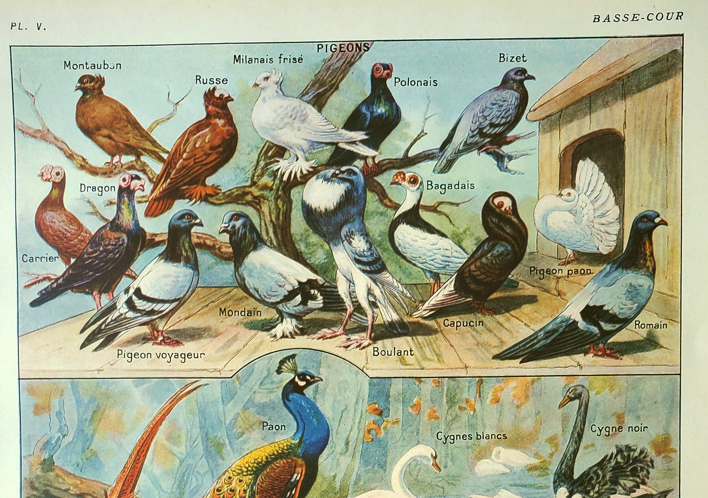 Old lithograph 1921. Dessertenne - Farmyard animals 2 - engraving