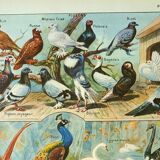 Old lithograph 1921. Dessertenne - Farmyard animals 2 - engraving