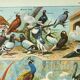 Old lithograph 1921. Dessertenne - Farmyard animals 2 - engraving