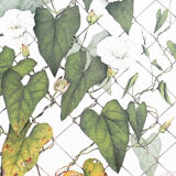 Botanical plate 1976