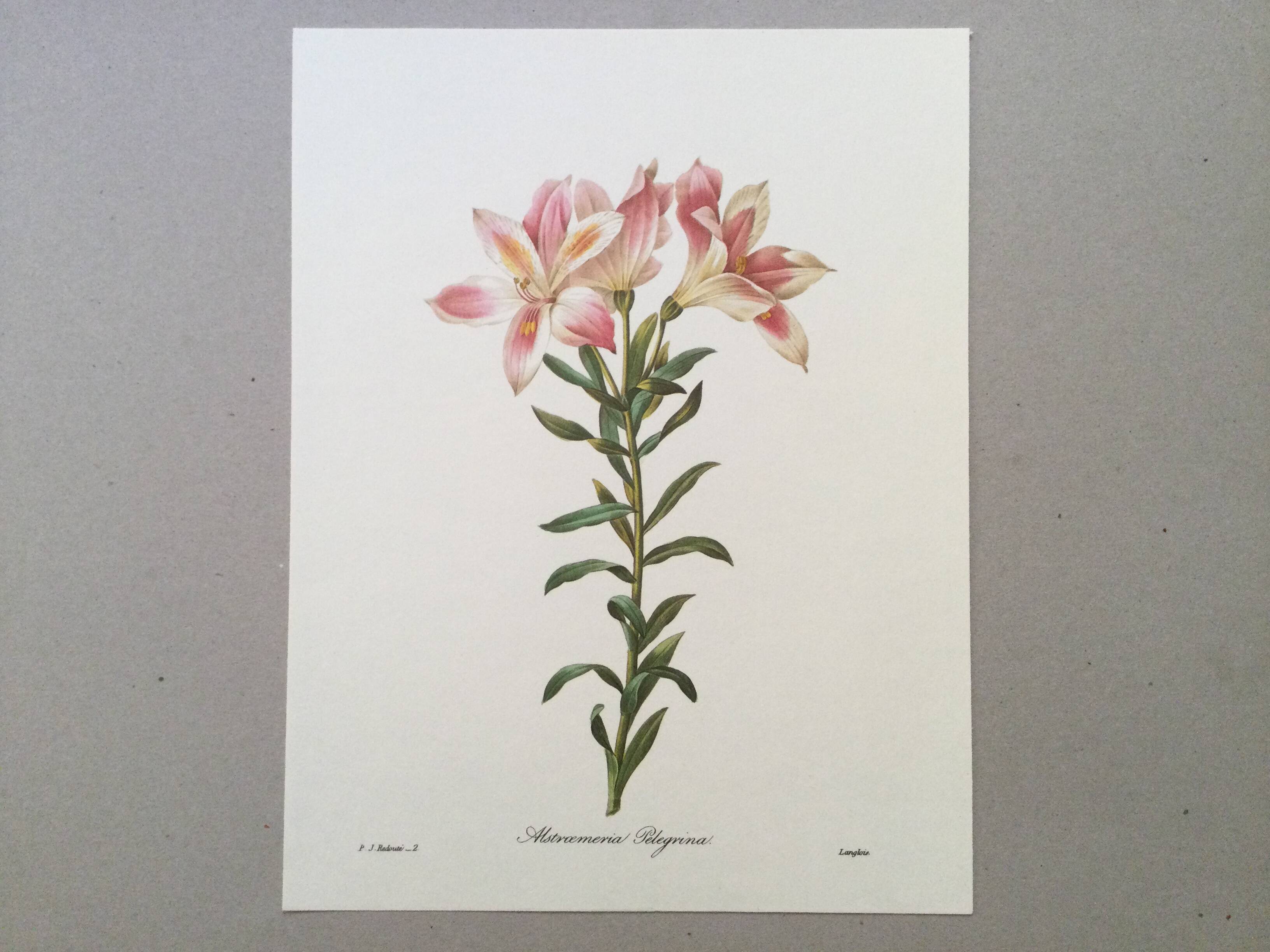 Vintage illustration of Alstroemeria, 1960s vintage impression.