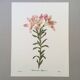 Vintage illustration of Alstroemeria, 1960s vintage impression.