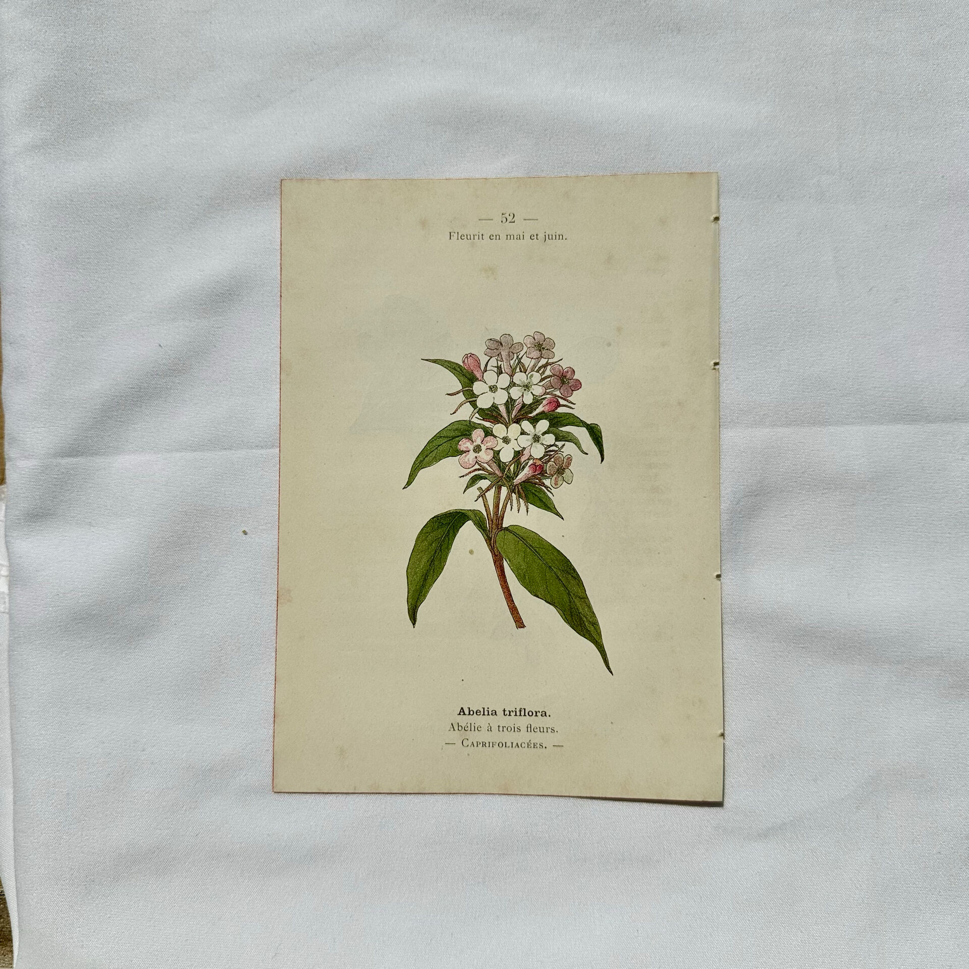 19th-century botanical engraving, double-sided, hand-coloured, plant from France.
