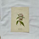 19th-century botanical engraving, double-sided, hand-coloured, plant from France.