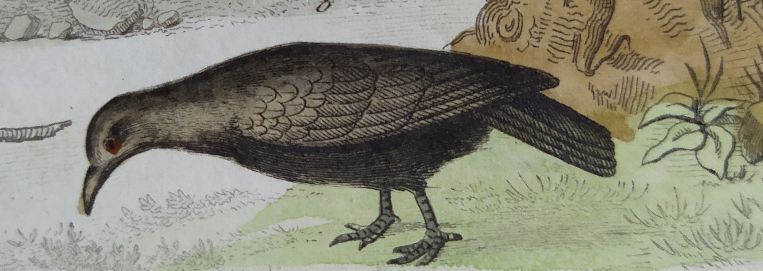 Original Ornithological Plate "Wood Pigeon - Turtle Dove - &c..." Buffon 1836