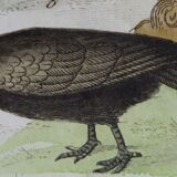 Original Ornithological Plate "Wood Pigeon - Turtle Dove - &c..." Buffon 1836