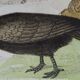 Original Ornithological Plate "Wood Pigeon - Turtle Dove - &c..." Buffon 1836