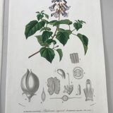 Trio of botanical engravings 19th century