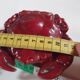 burgundy red slip ceramic box in the shape of a vintage crab