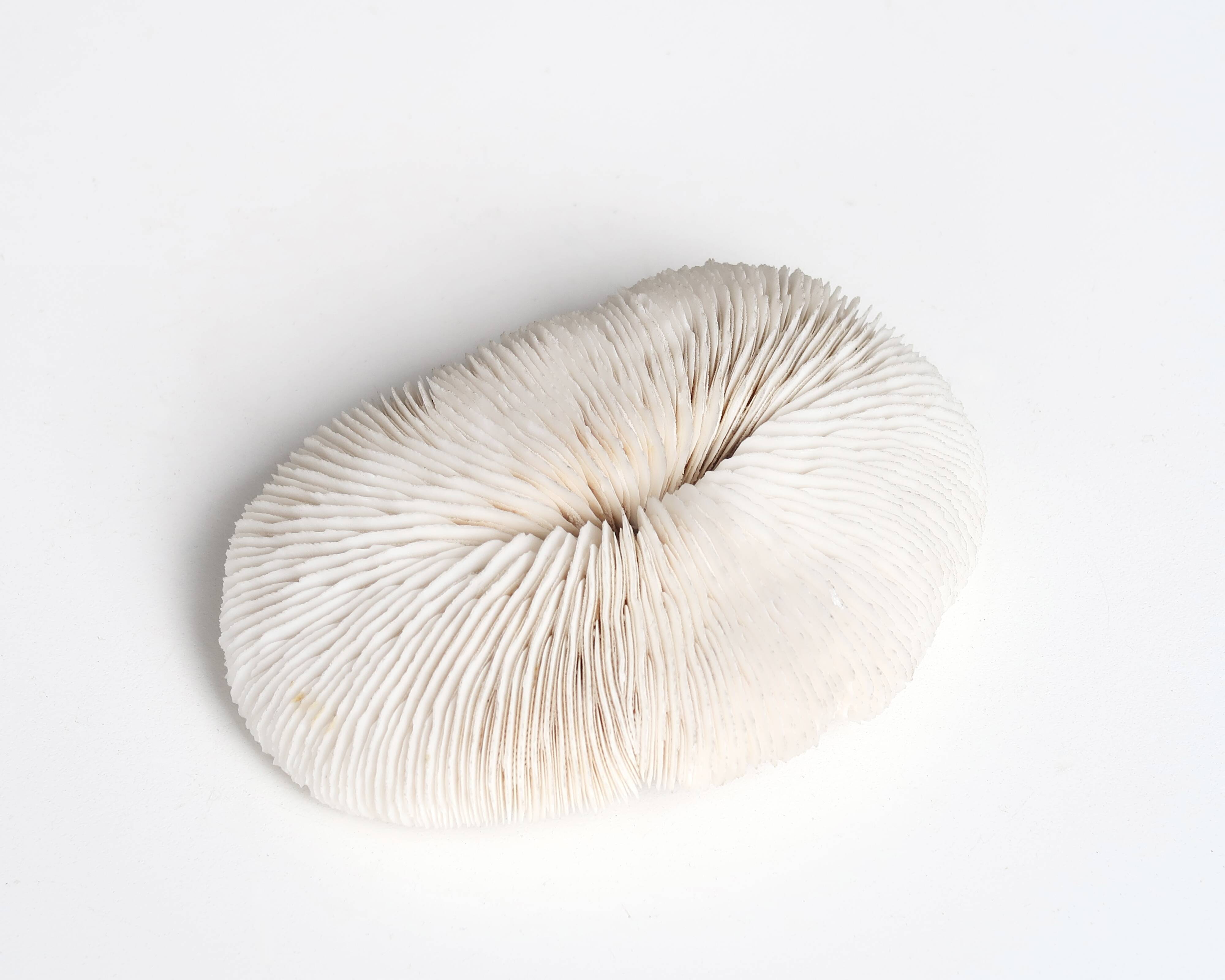 White coral, cabinet of curiosities, 70s