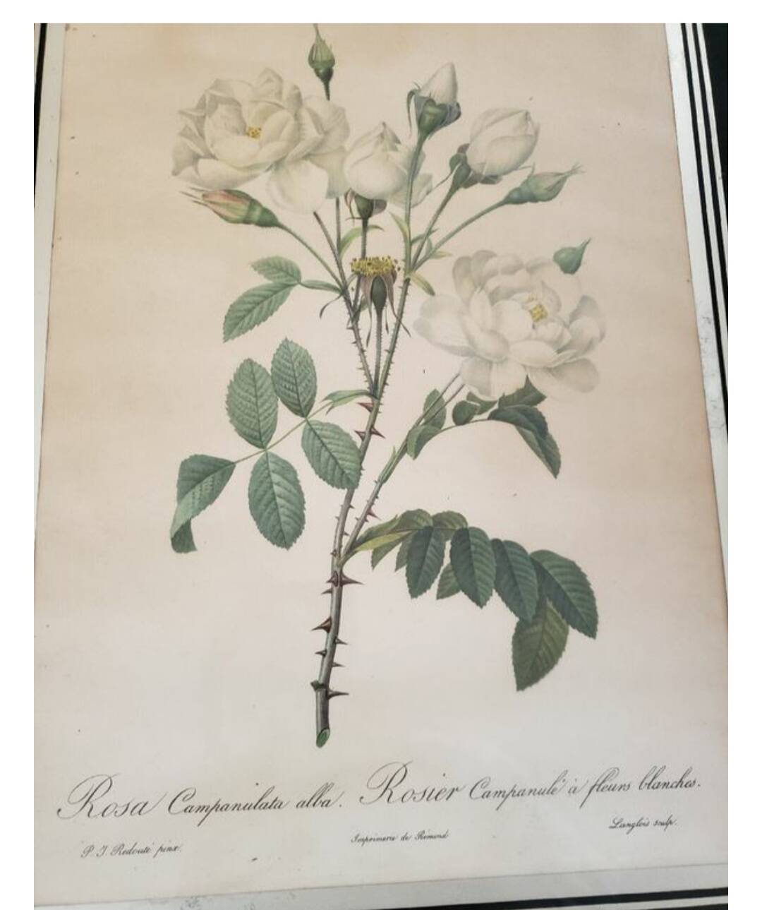 Botanical lithograph by Pierre Joseph Redouté