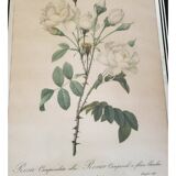 Botanical lithograph by Pierre Joseph Redouté