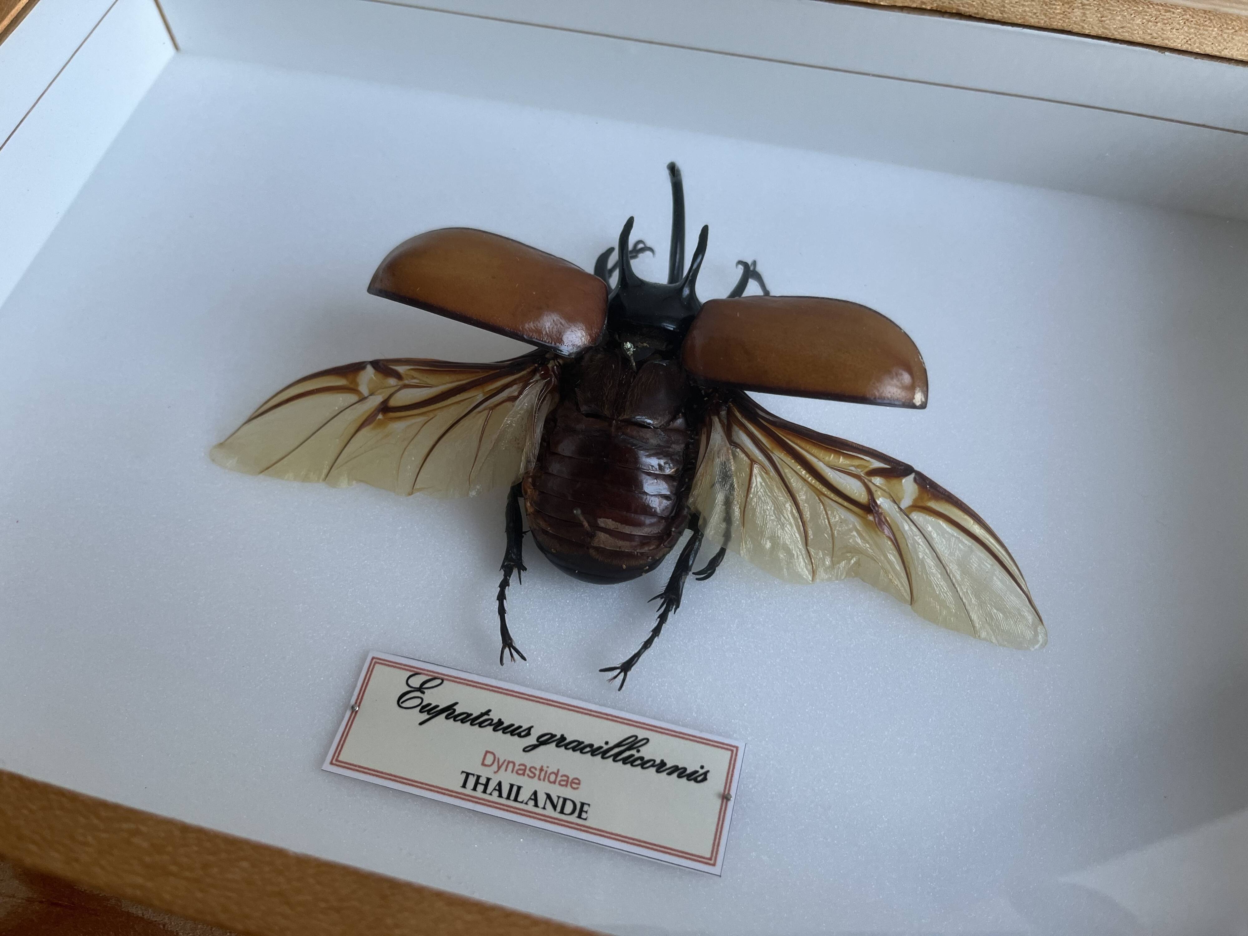 Naturalized beetle insect display frame “Eupatorus gracilicornis”