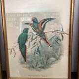 4 lithographies John Gould