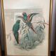4 John Gould lithographs