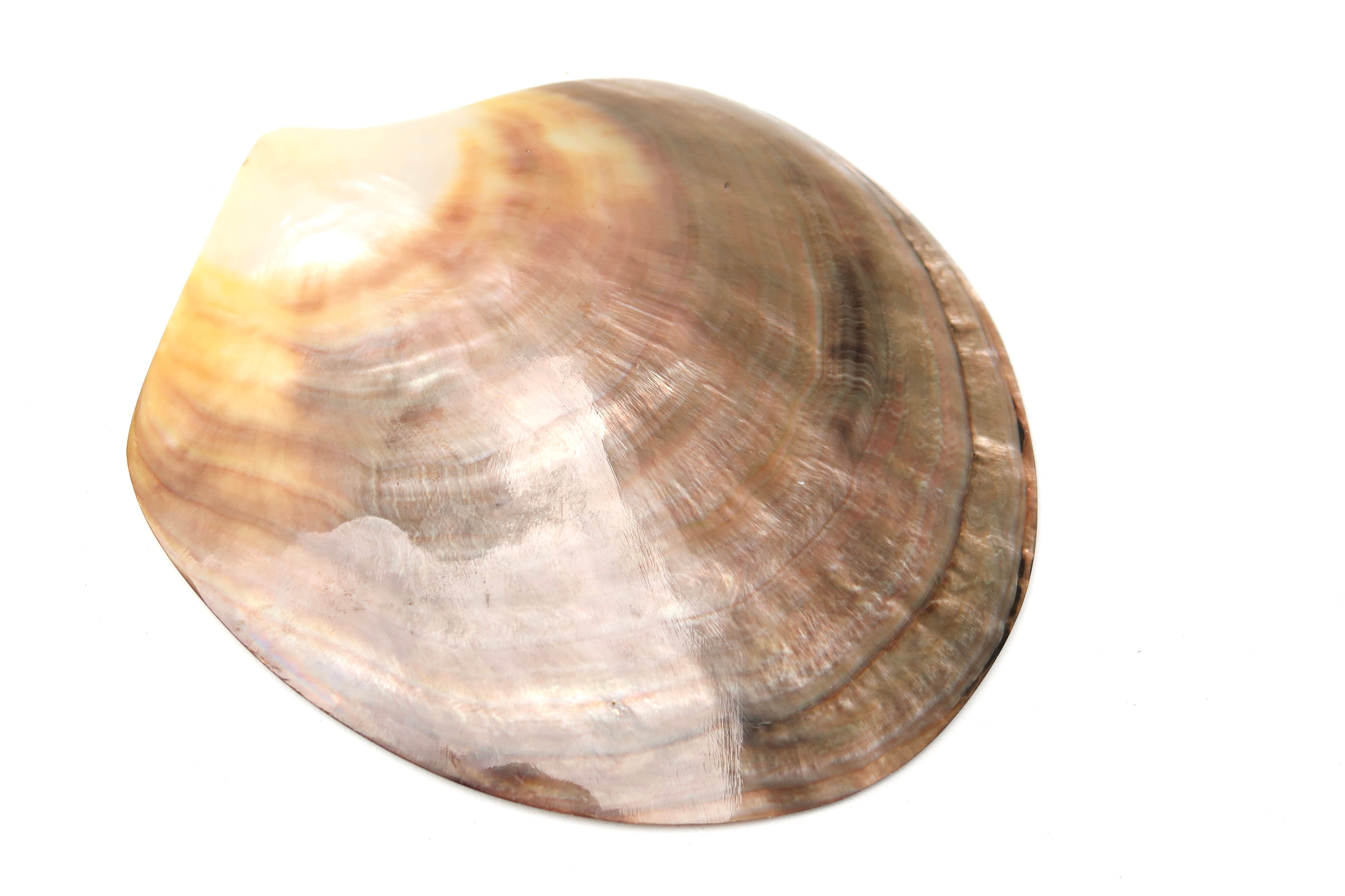 Empty mother-of-pearl pocket, polished pearl oyster, 70s