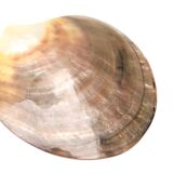 Empty mother-of-pearl pocket, polished pearl oyster, 70s