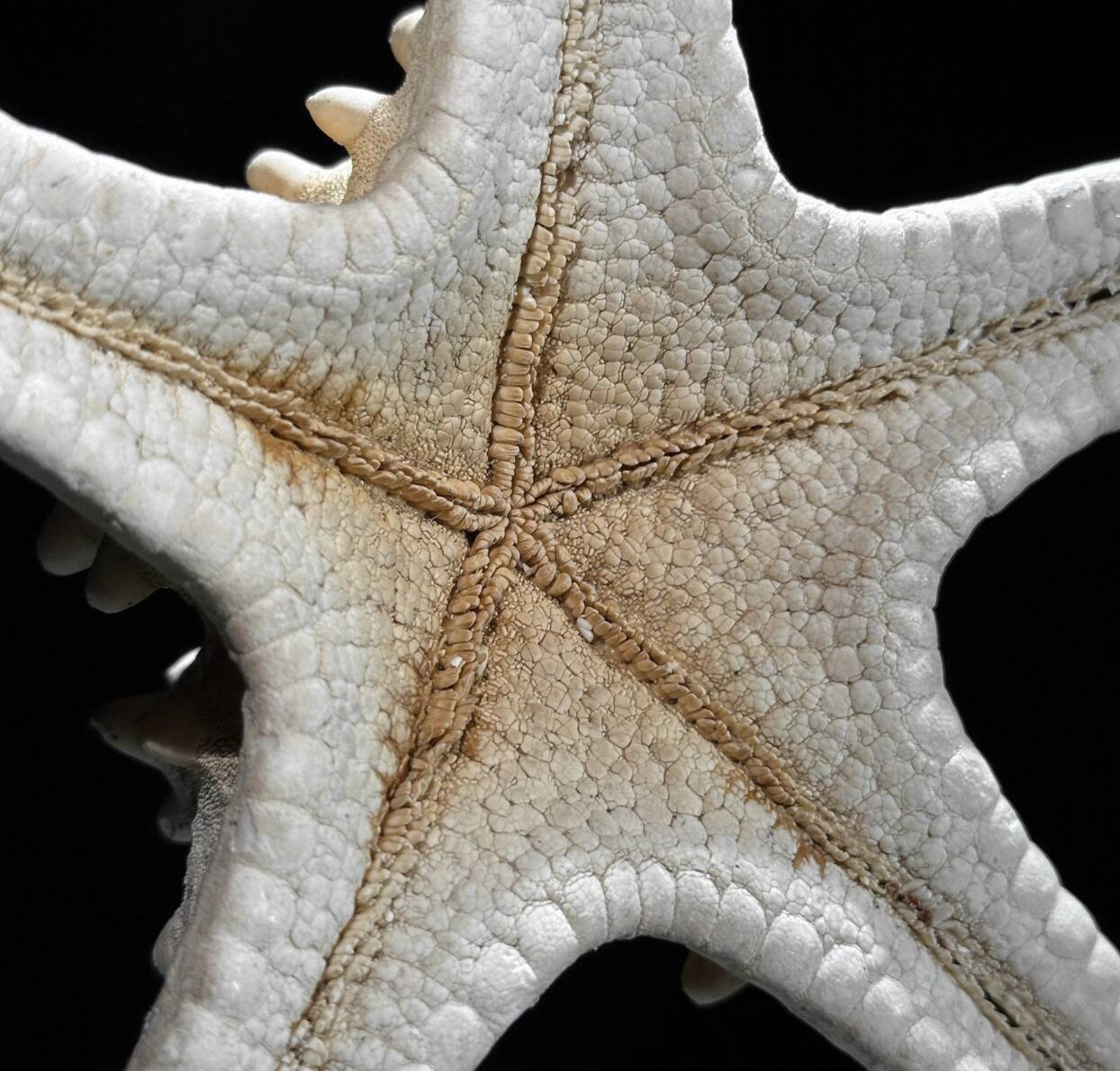 Starfish Protoreaster nodosus on a base