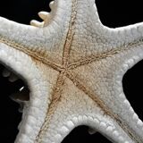 Protoreaster nodosus starfish on base