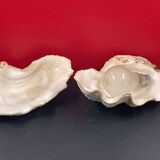 Shell: large giant clam ile reunion - 22 x 13 x 12 cm