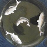 Set de 5 assiette ancienne en verre emaille ou peint a la main decor poisson ancien
