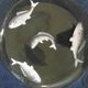 Set of 5 old plate in e emaille glass or hand-painted old fish decoration